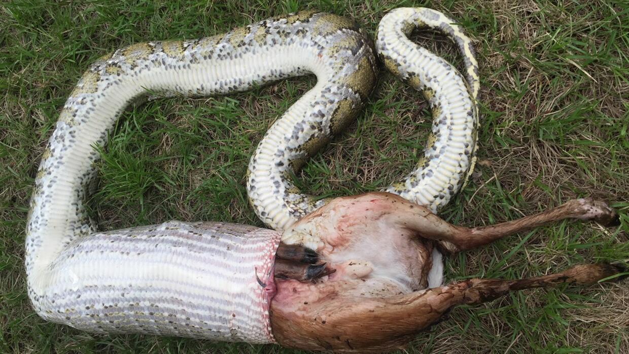 Esta pitón birmana se tragó un venado que pesaba 4 libras.
