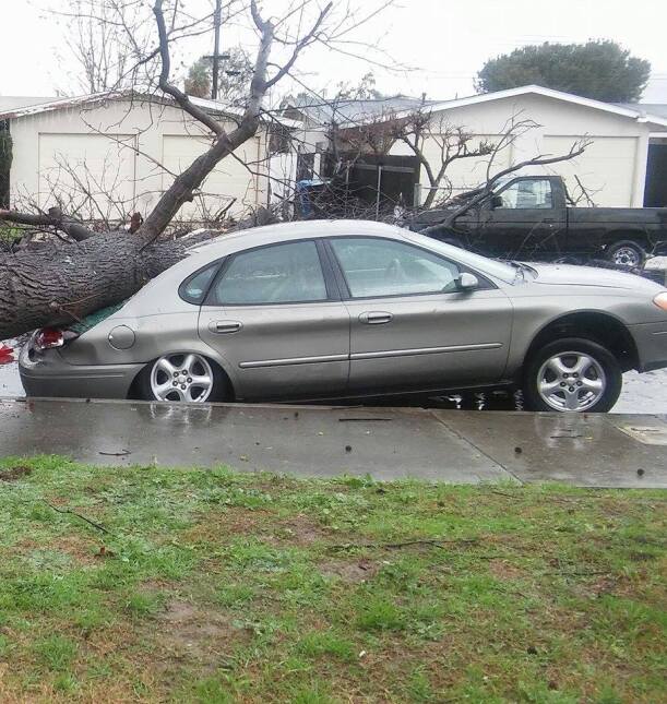 La parte delantera del auto quedó levantada tras la caída del árbol. Pomona